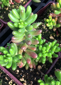 Sedum rubrotinctum 'Pork and Beans'